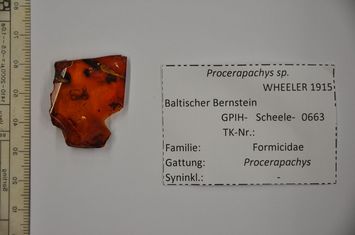 Vorschaubild Bernstein m. Ameise (rot), Arthropode (Milbe?)